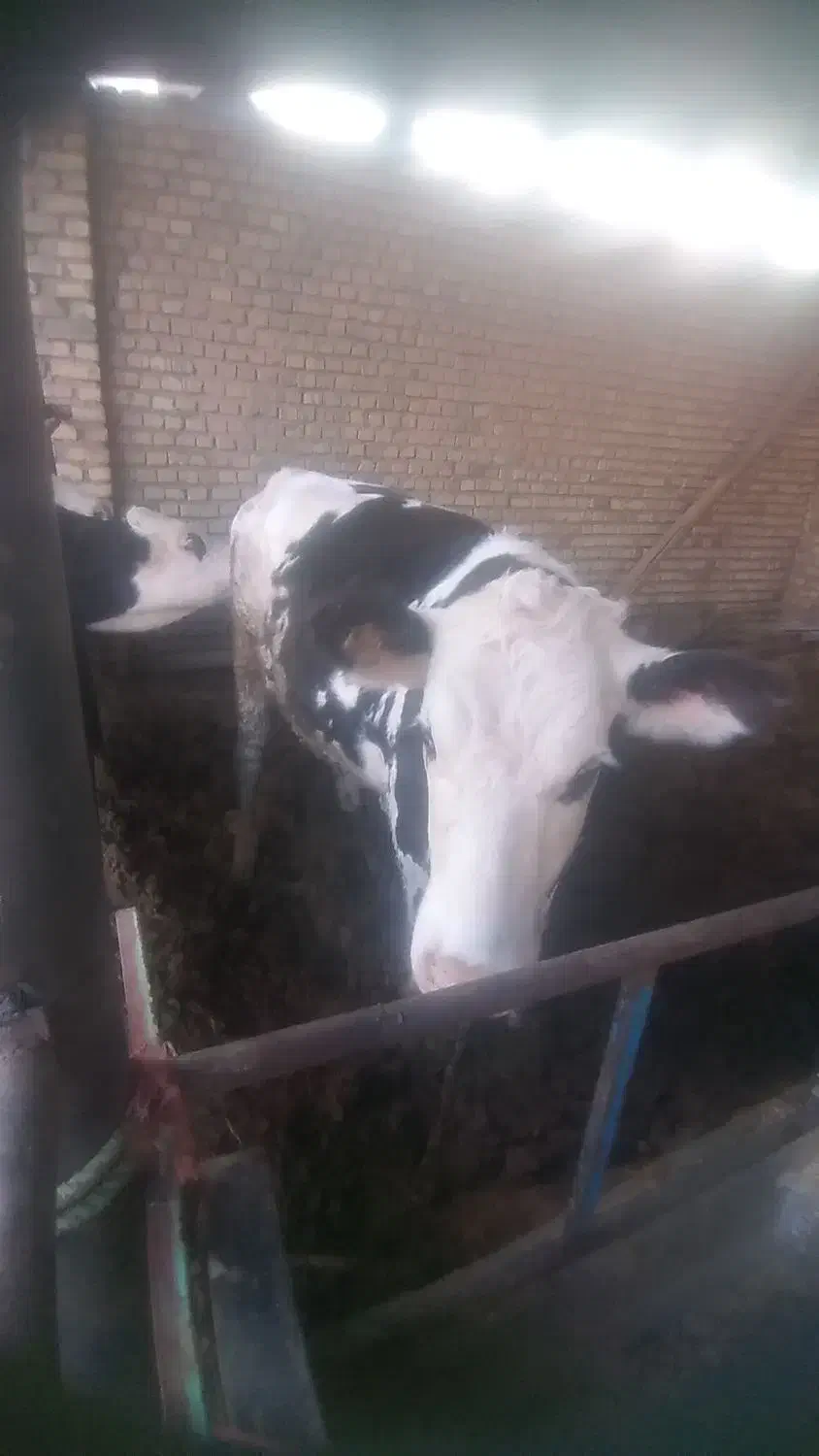 گوساله سیمینتال ماده چاق|حیوانات مزرعه|قزوین, |دیوار