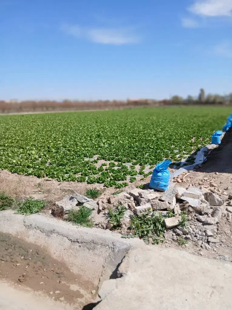 زمین کشاورزی ورامین|فروش دفتر صنعتی، کشاورزی، تجاری|جوادآباد, |دیوار