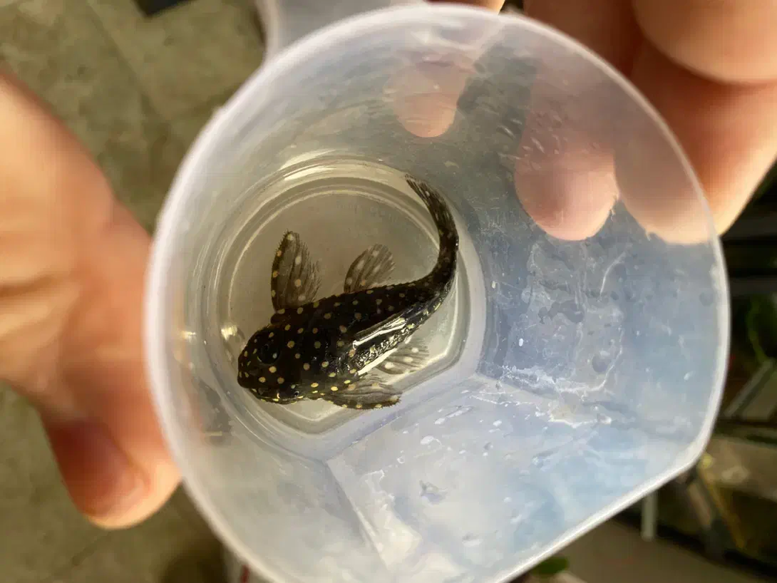 پلکو کمیاب L201 جفت مولد|ماهی|تهران, سید خندان (جلفا)|دیوار