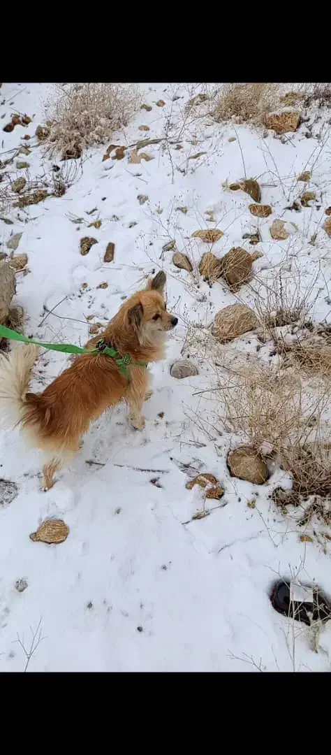 فروش سگ نژاد پامر اشپیتز|سگ|اردکان, |دیوار