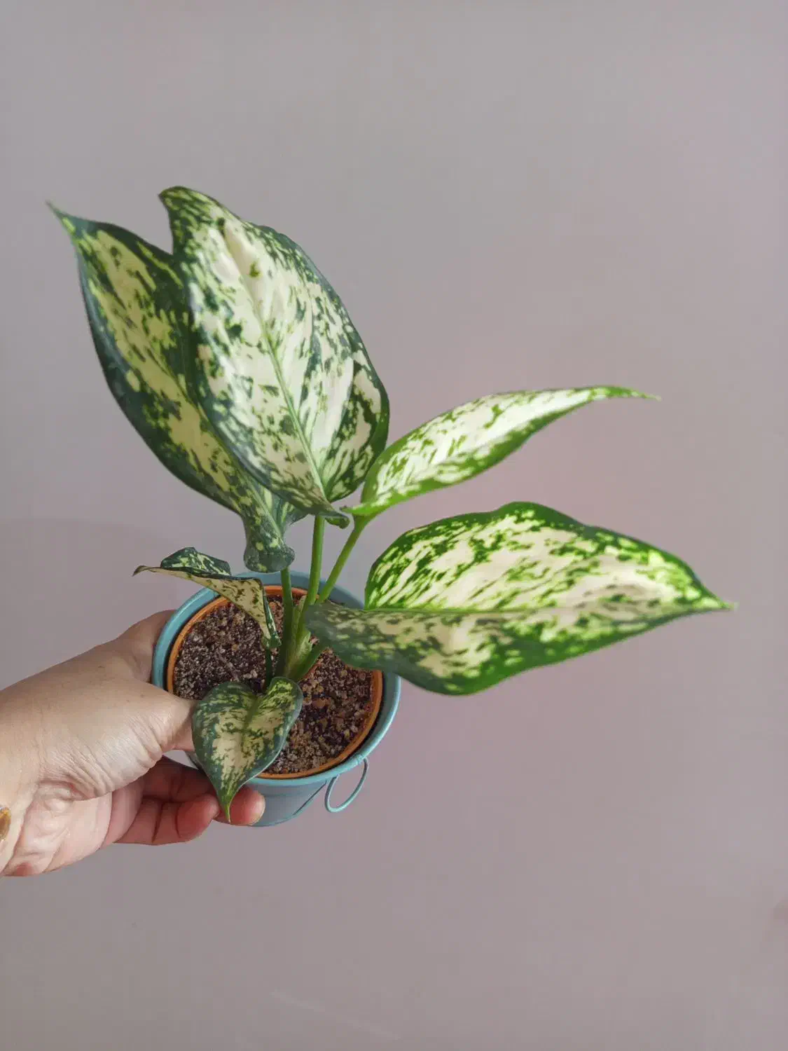 گل و گیاه آپارتمانی|گل و گیاه طبیعی|رشت, پل تالشان|دیوار