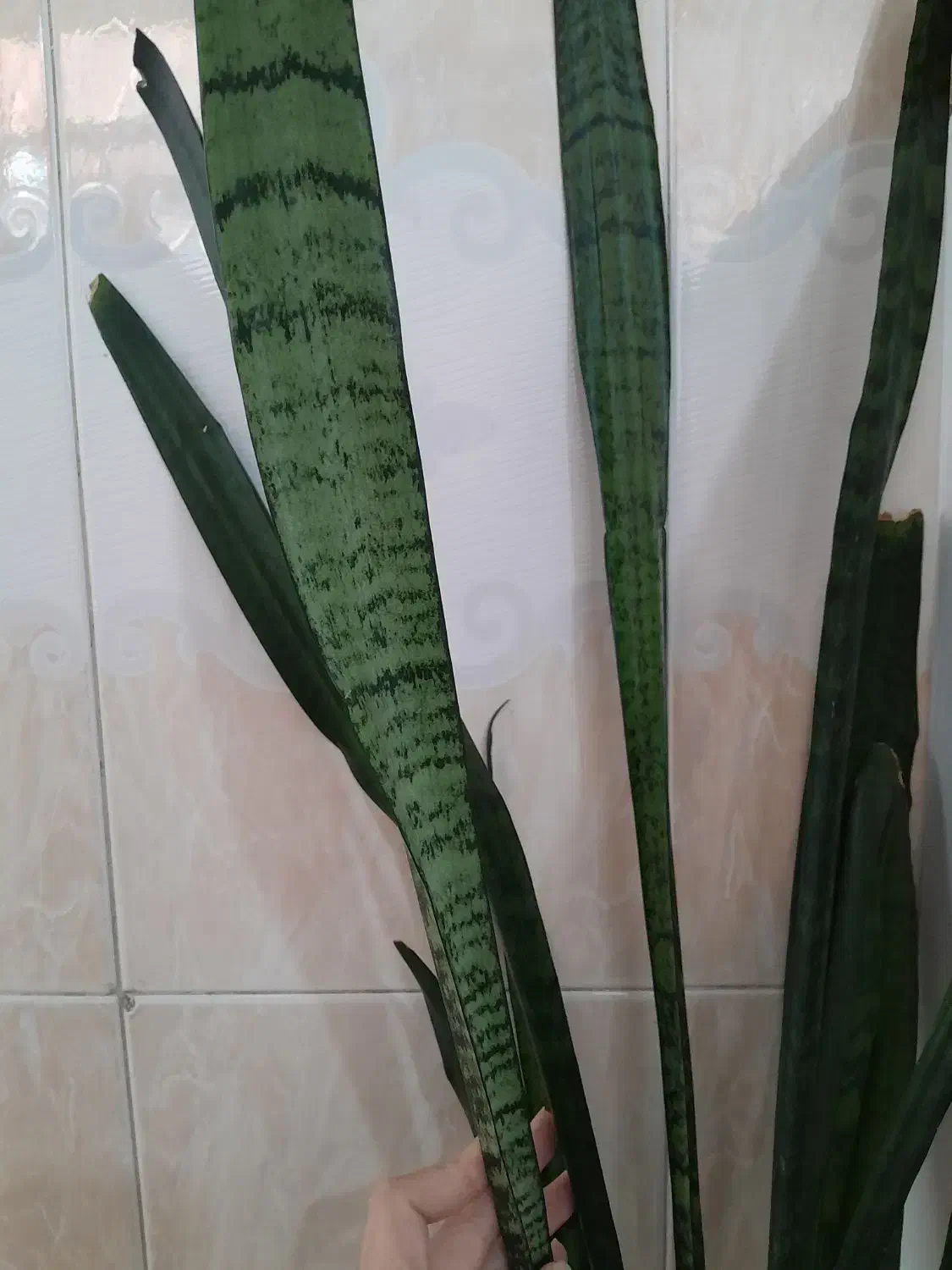 گل سانسوریا بزرگ|گل و گیاه طبیعی|مریوان, |دیوار