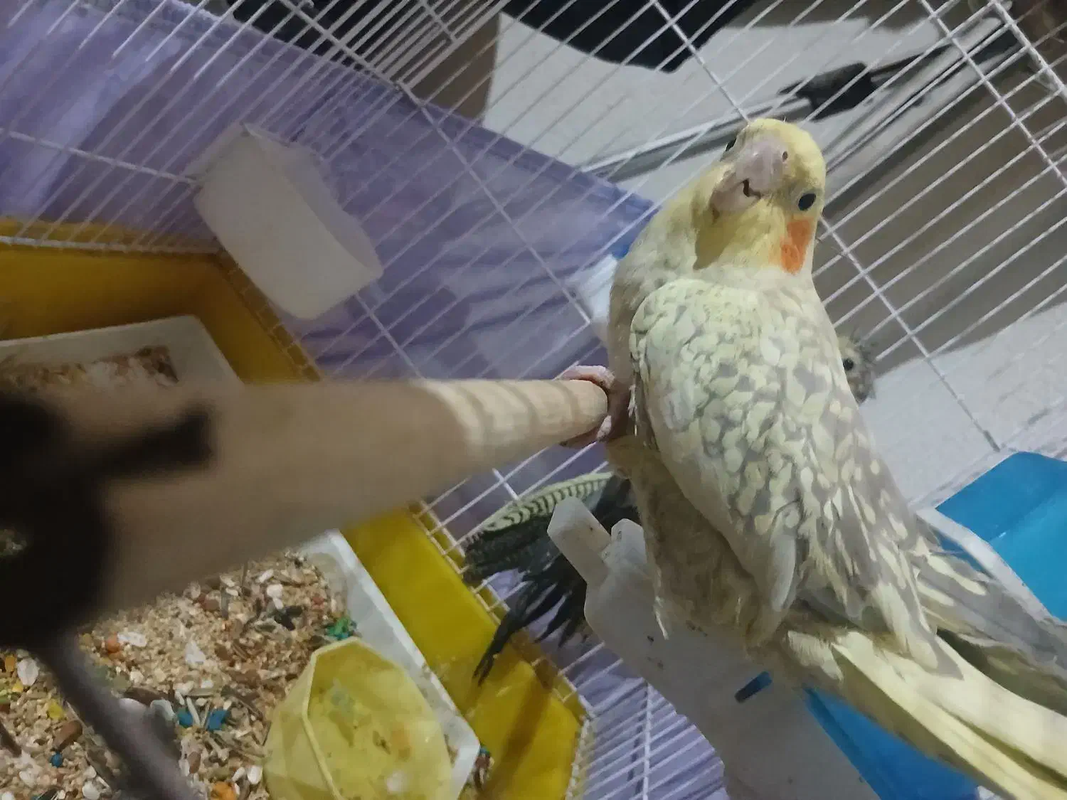 3 عدد عروس هلندی با قفس|پرنده|فردیس, شهرک وحدت|دیوار