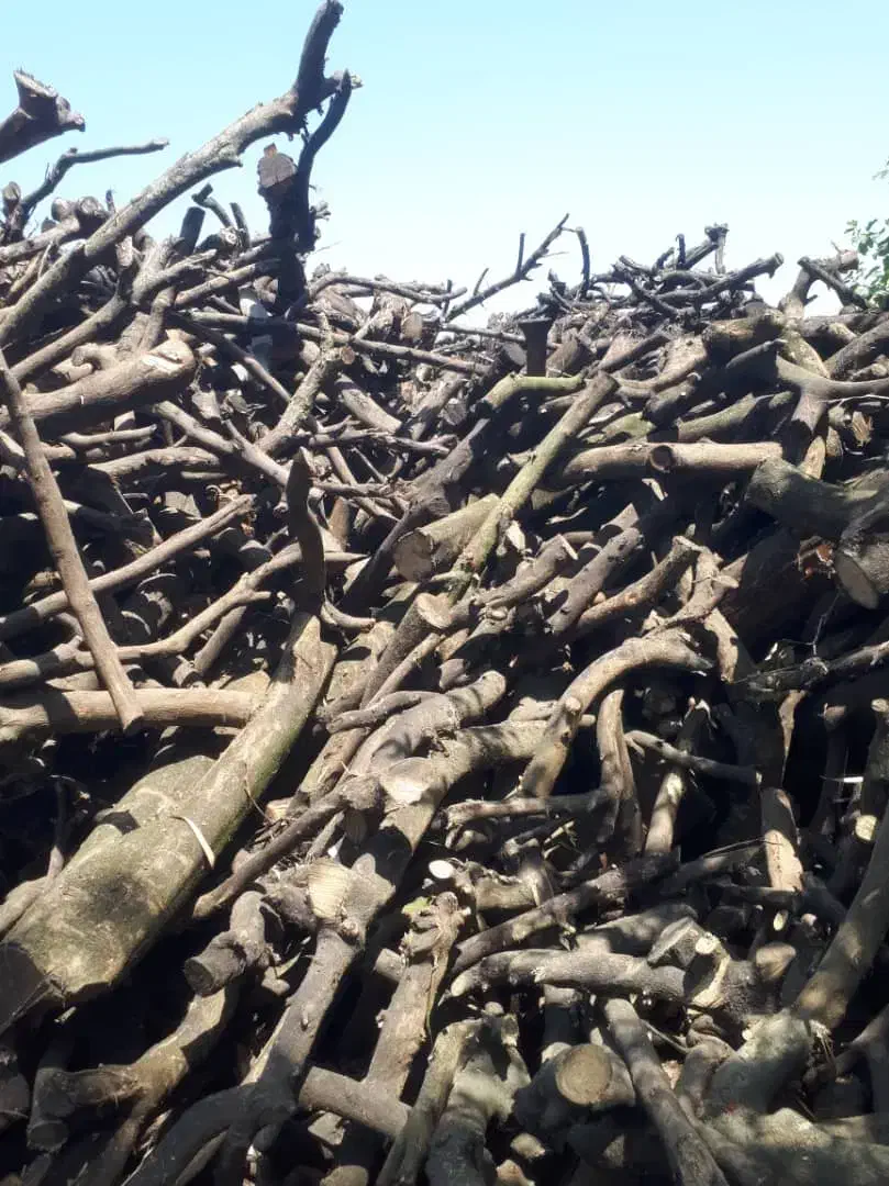 خریدار چوب مرکبات|خدمات باغبانی و درختکاری|قصرشیرین, |دیوار