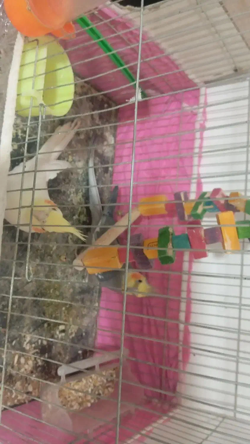 جفت عروس هلندی|پرنده|گلبهار, شهر جدید گلبهار|دیوار