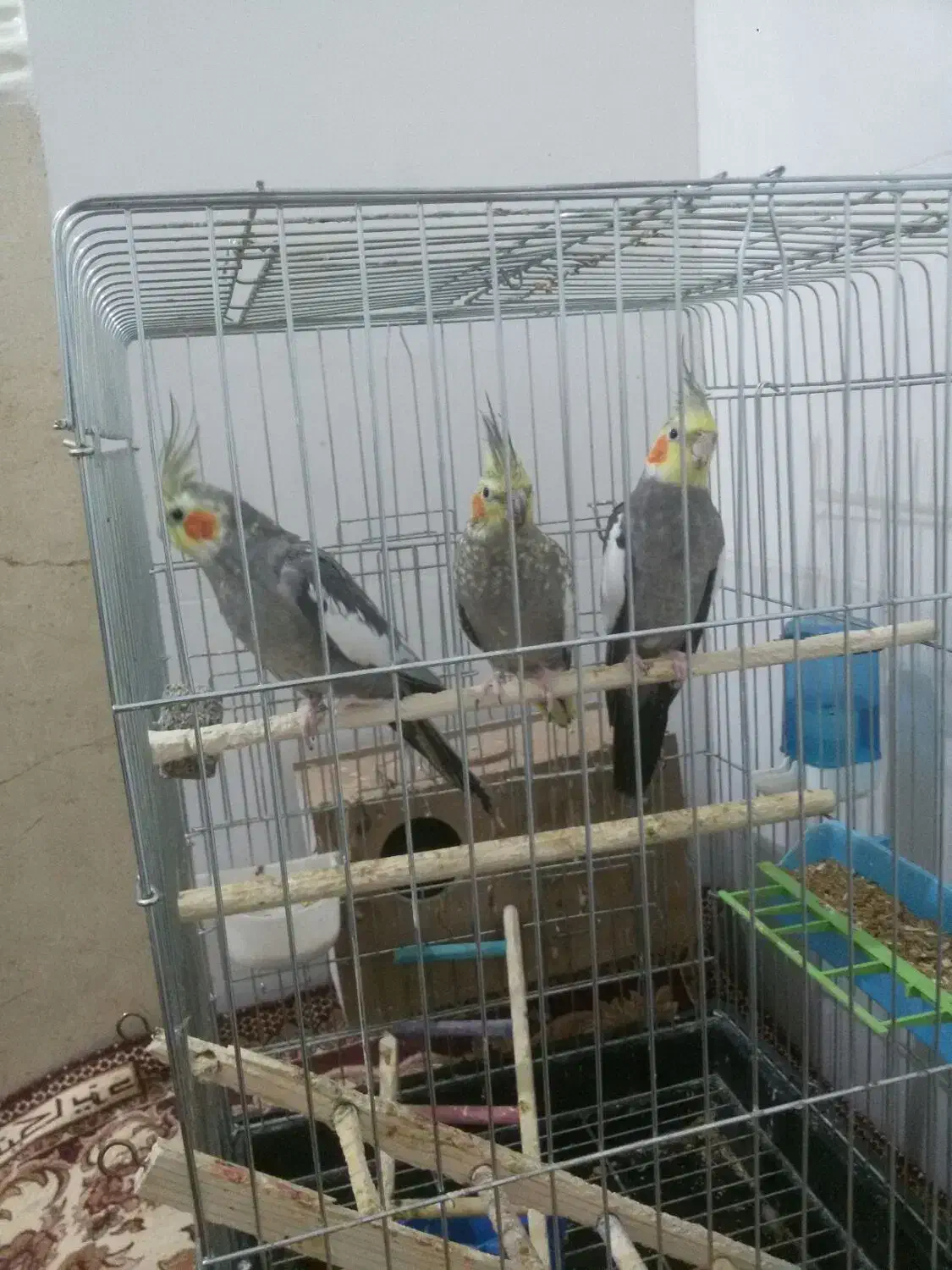 عروی هلندی ،|پرنده|شادگان, |دیوار