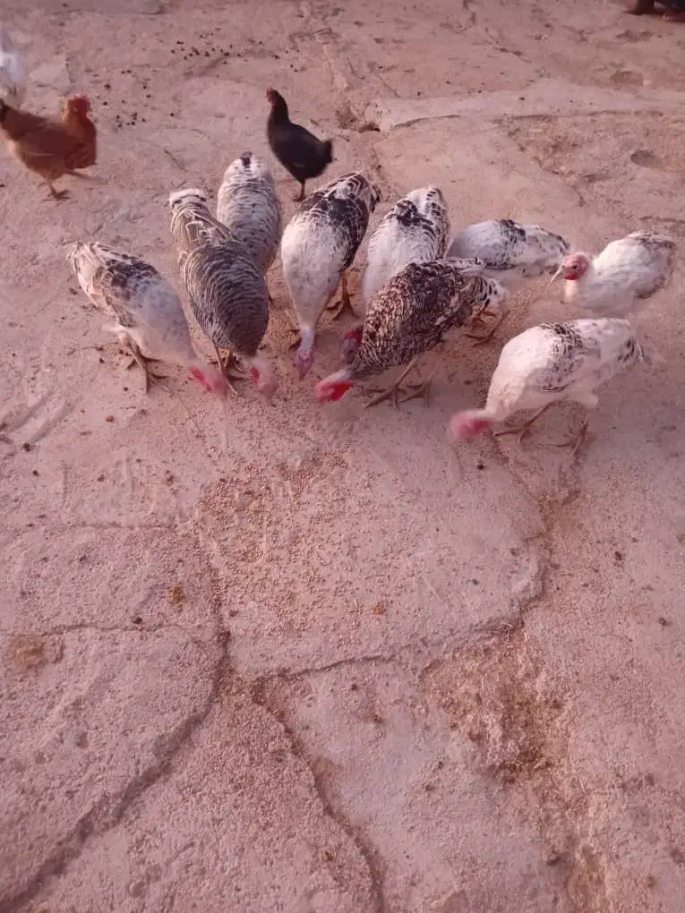 بوقلمون|حیوانات مزرعه|ایذه, |دیوار