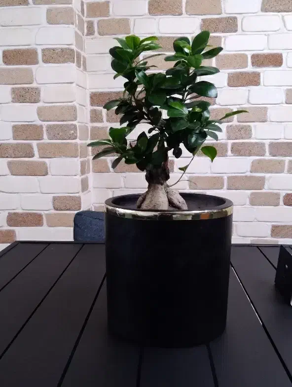 گیاه بونسای زیر قیمت|گل و گیاه طبیعی|بندرعباس, |دیوار