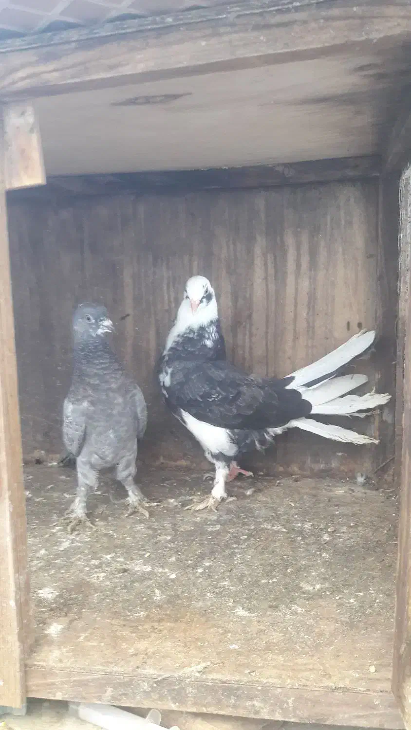 یه جفت جوجه بالغ تزینی مرغ اردک خروس|پرنده|چمستان, |دیوار