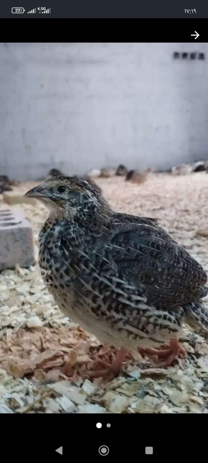 فروش بلدر چین زنده ارگانیک|حیوانات مزرعه|قائم‌شهر, |دیوار