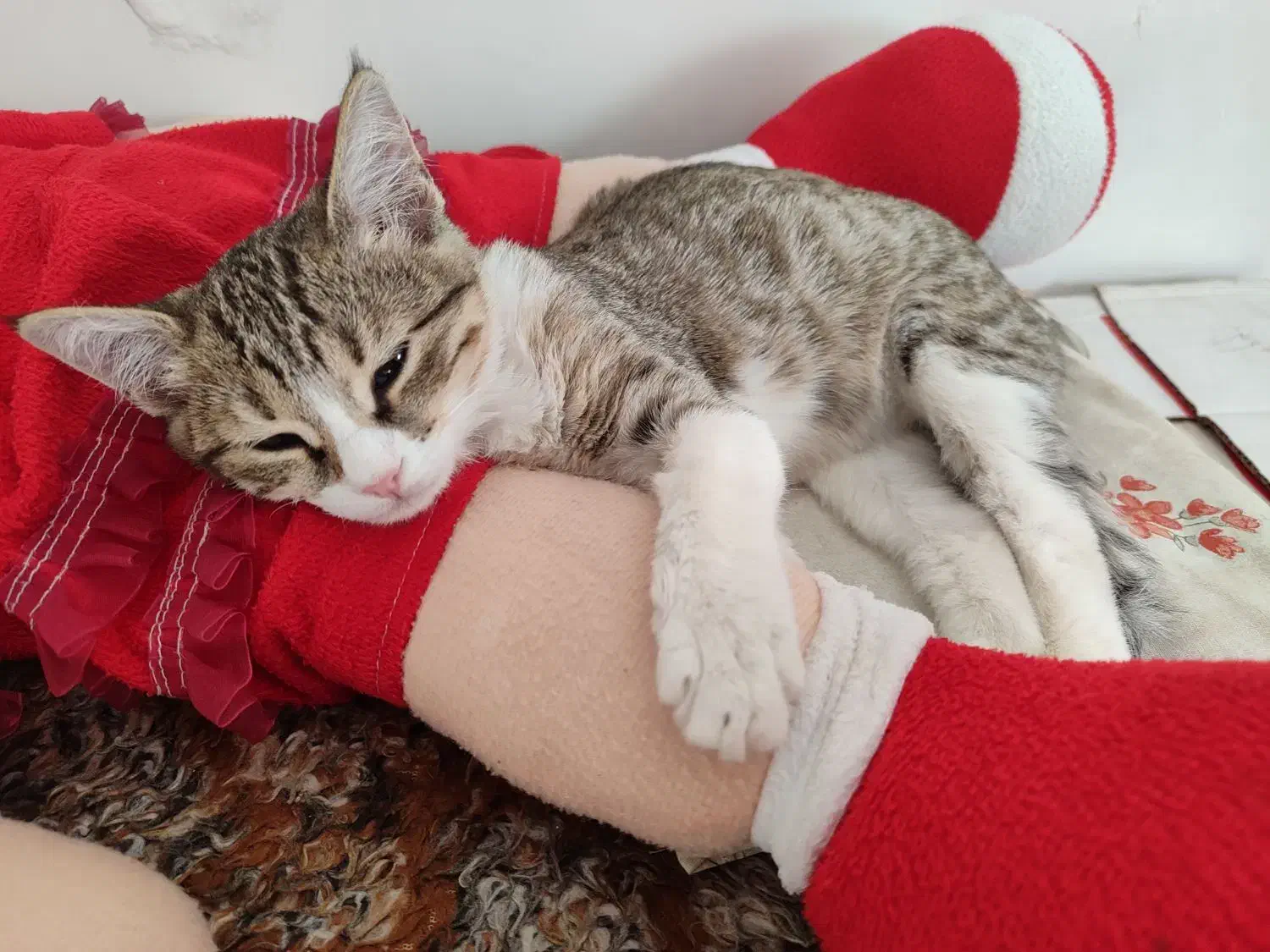 بچه گربه گم شده|گربه|مرند, |دیوار