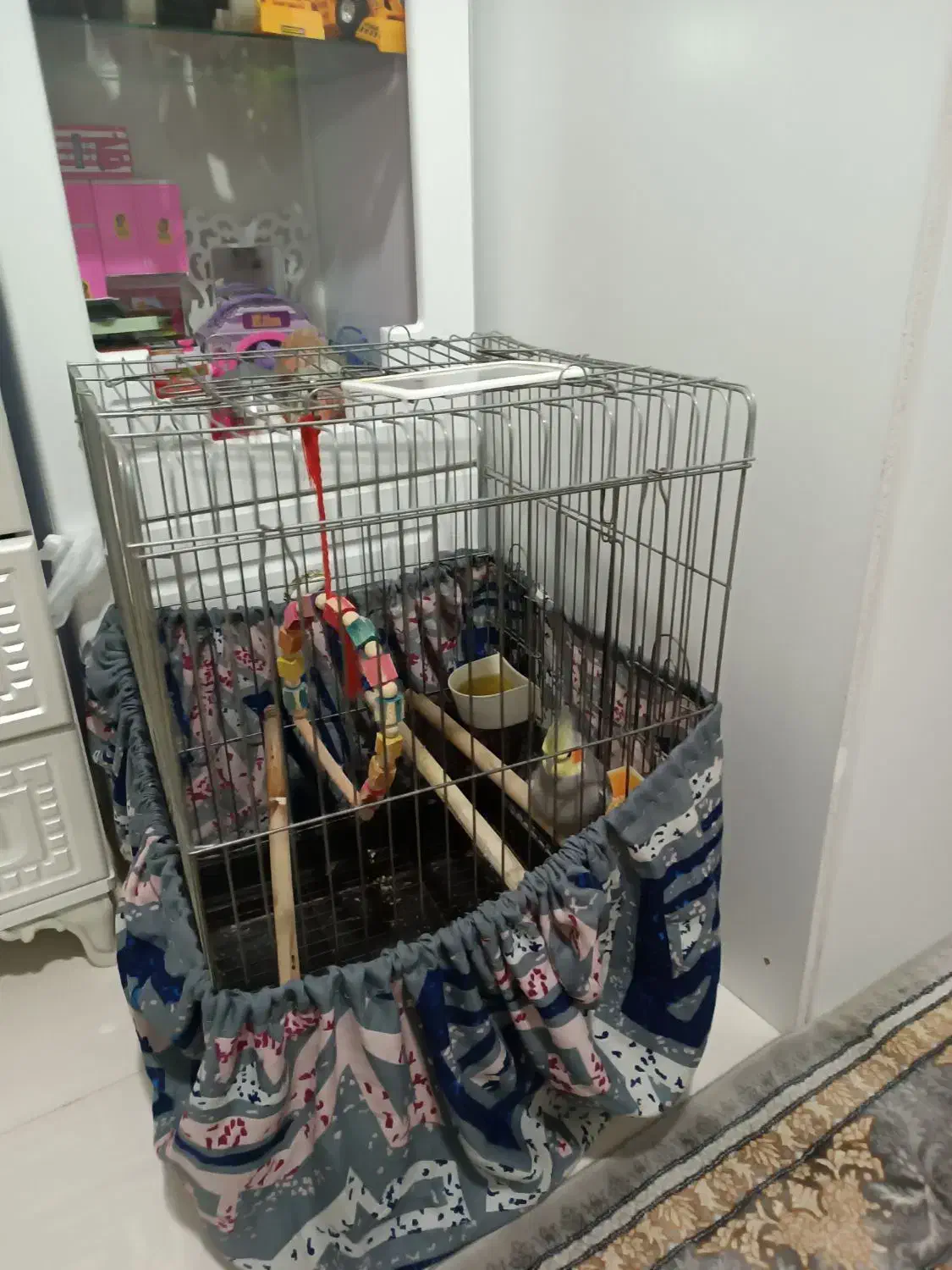 عروس هلندی باهوش|پرنده|پاکدشت, پاکدشت (مامازند)|دیوار