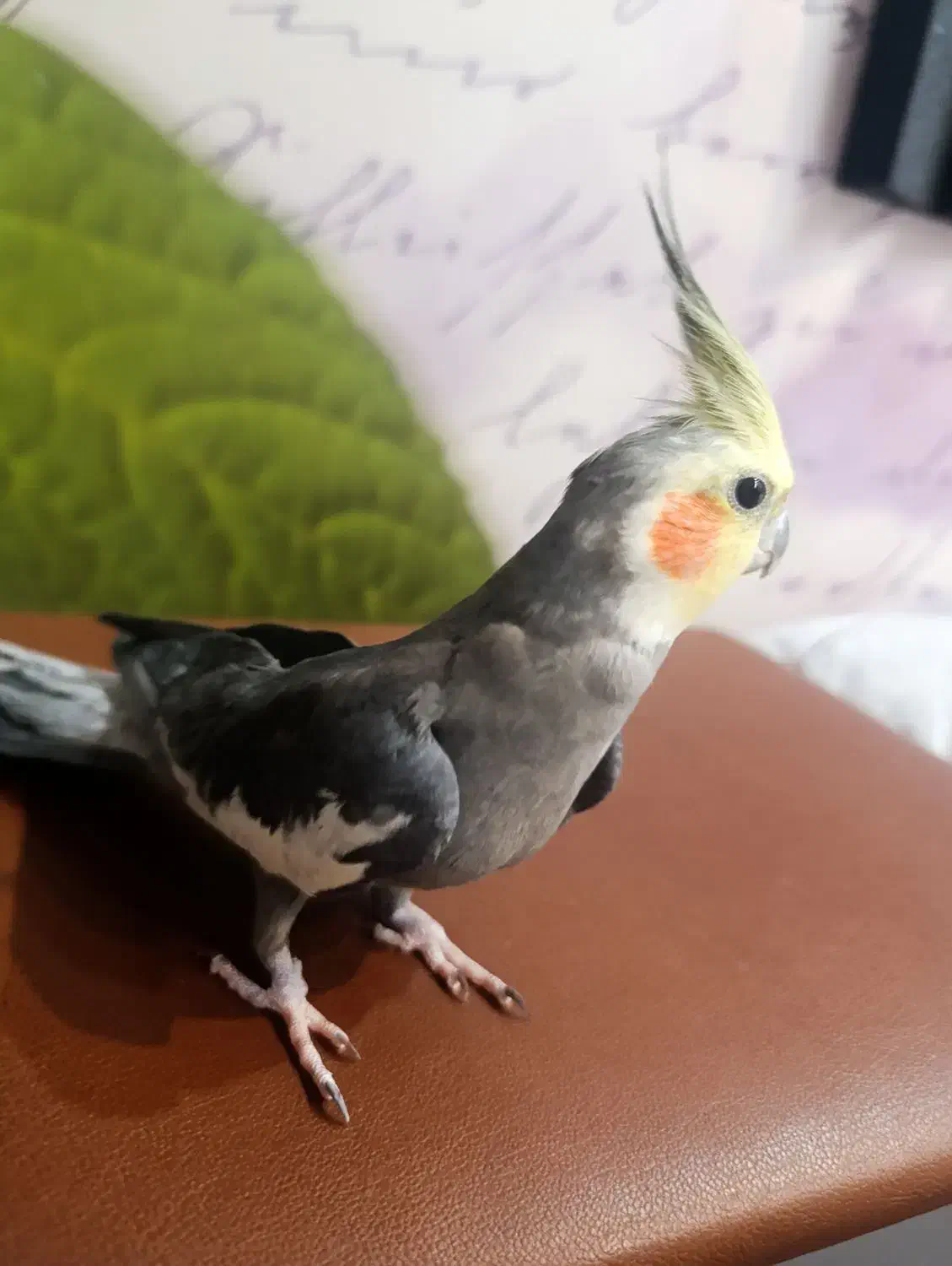 طوطی هلندی|پرنده|سهند, |دیوار