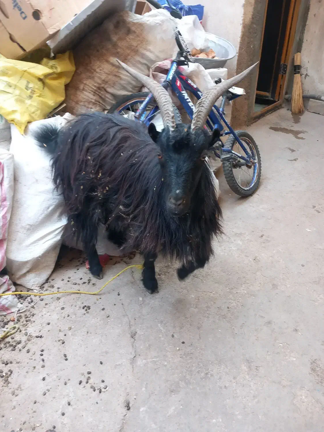 گوسنده زنده|حیوانات مزرعه|اقبالیه, |دیوار