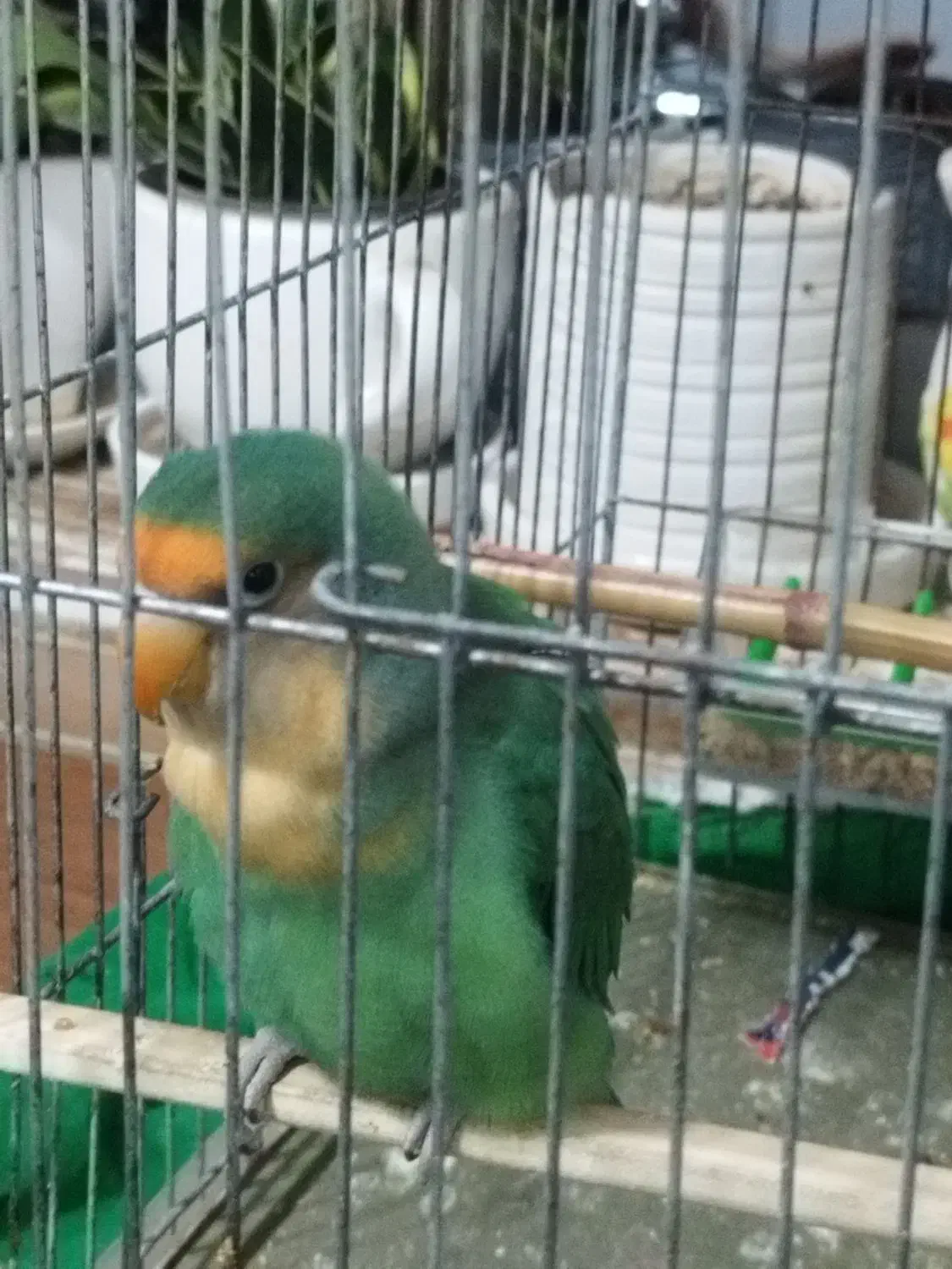 طوطی برزیلی سالم و سر حال و بالغ|پرنده|رشت, یخسازی|دیوار