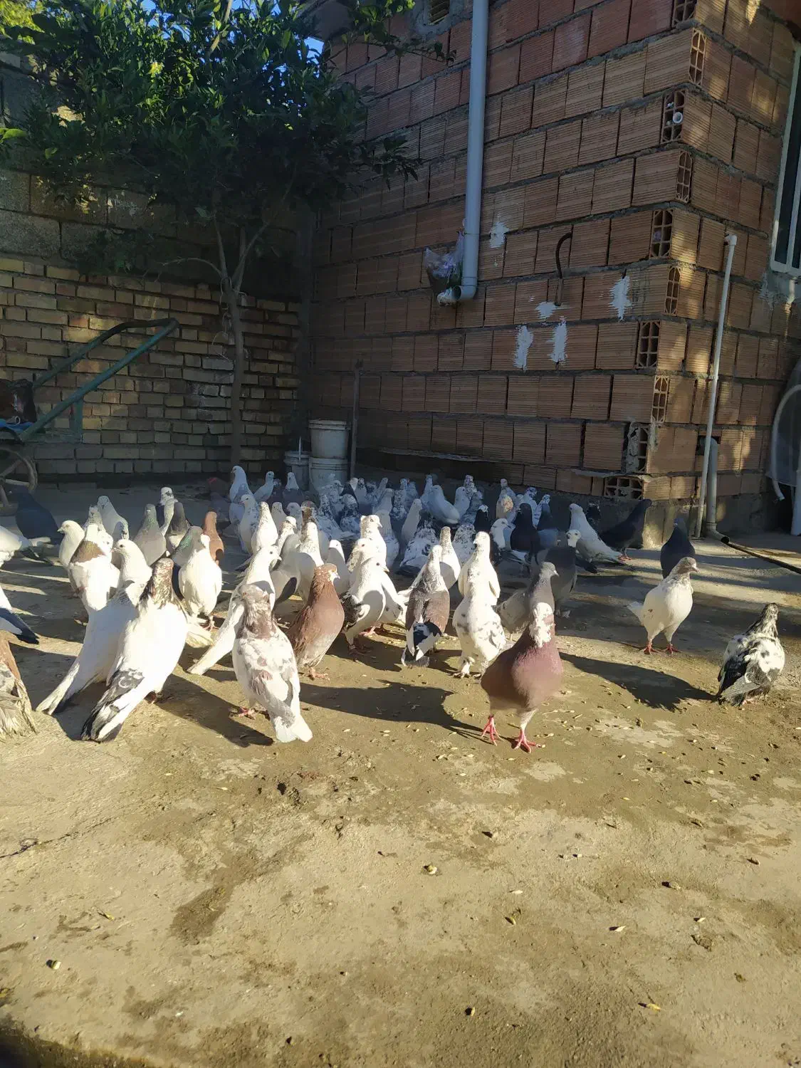 کبوتر پرشی آمپر 100تا|پرنده|تاتار علیا, |دیوار