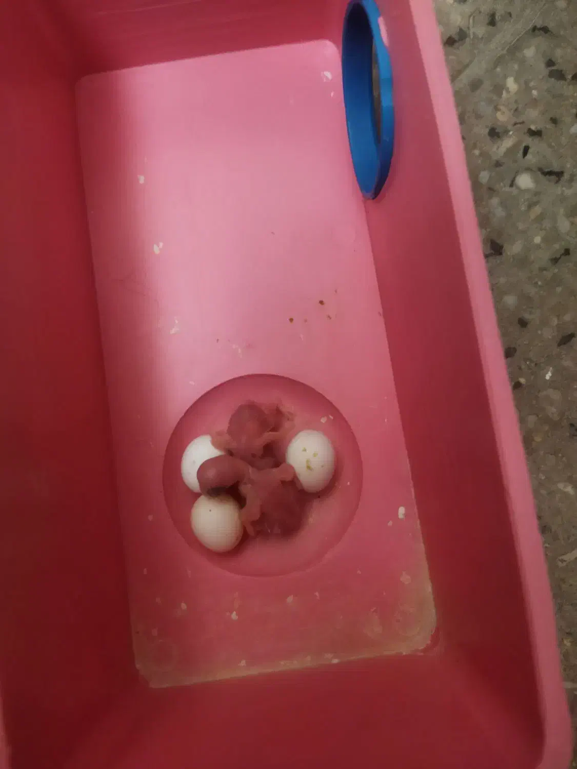 جوجه مرغ عشق از سرلاکی تا بالغ|پرنده|شهرضا, |دیوار