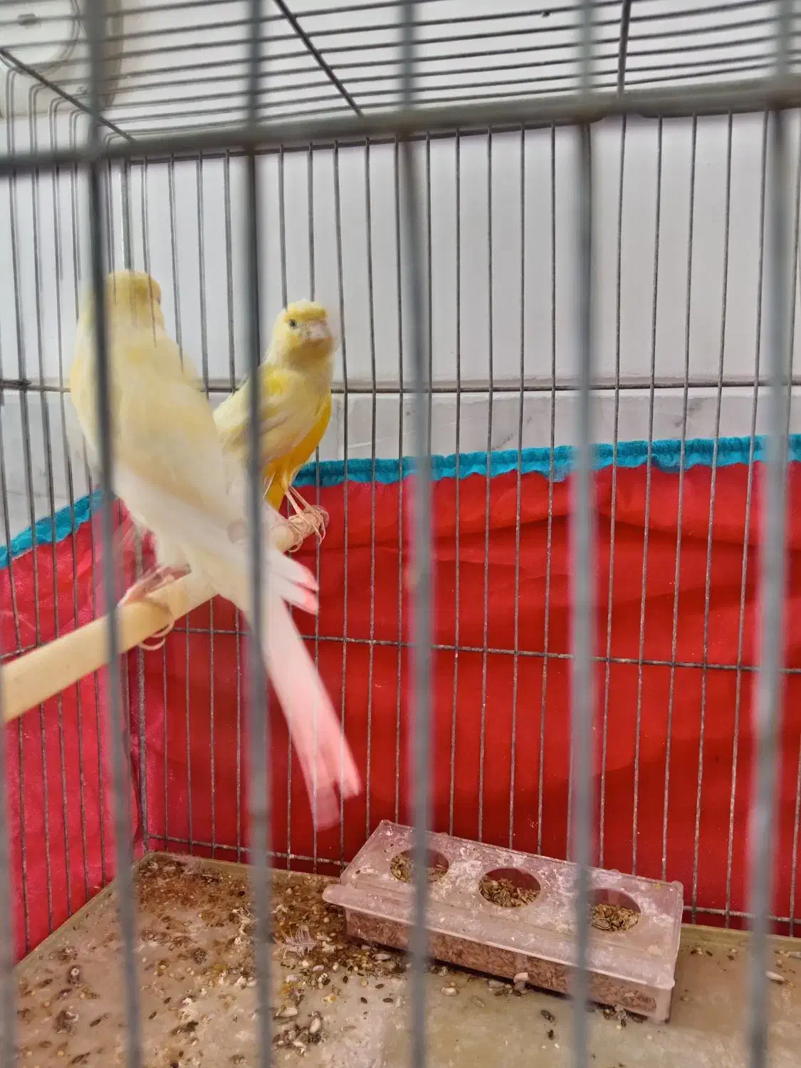 نرو ماده قناری وجوجه گل به سر|پرنده|نجف‌آباد, مولوی شمالی|دیوار