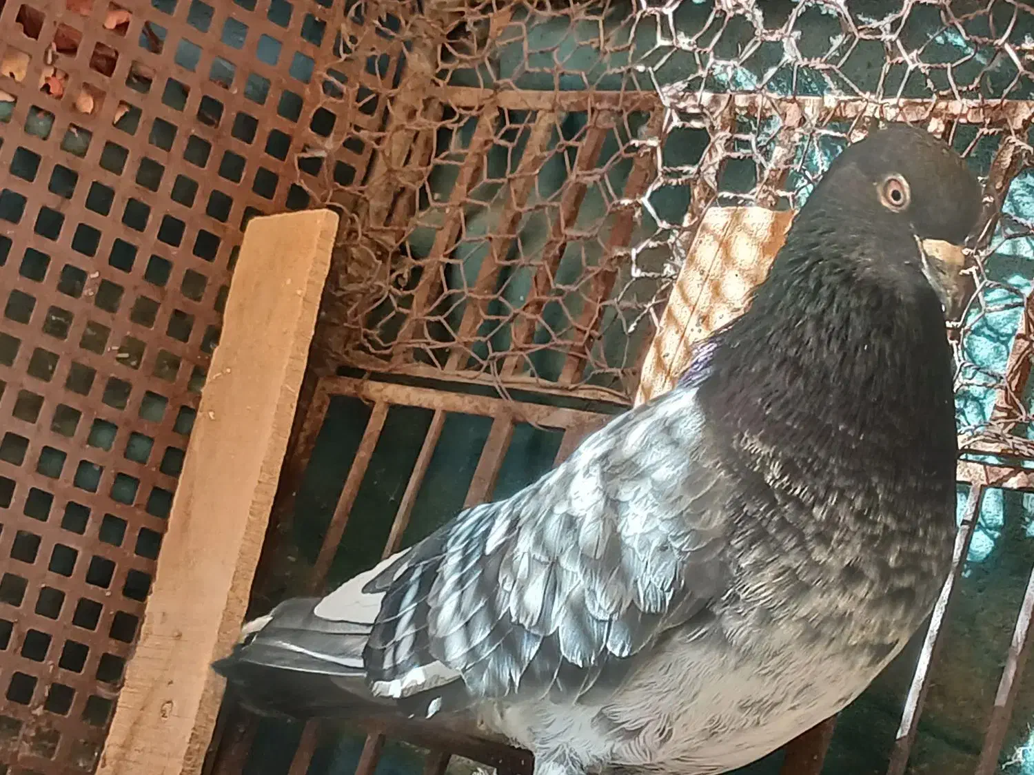 کفتر فروشی|پرنده|بومهن, |دیوار