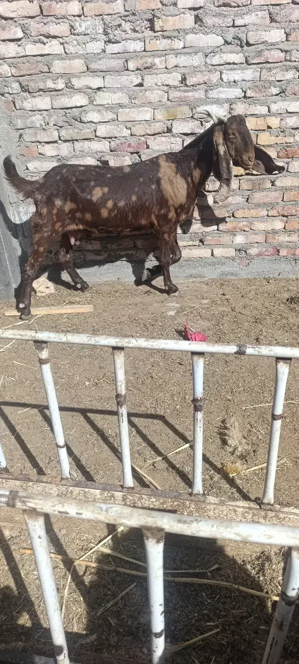 بز مری ابستن پلنگی جوان|حیوانات مزرعه|زاهدان, |دیوار