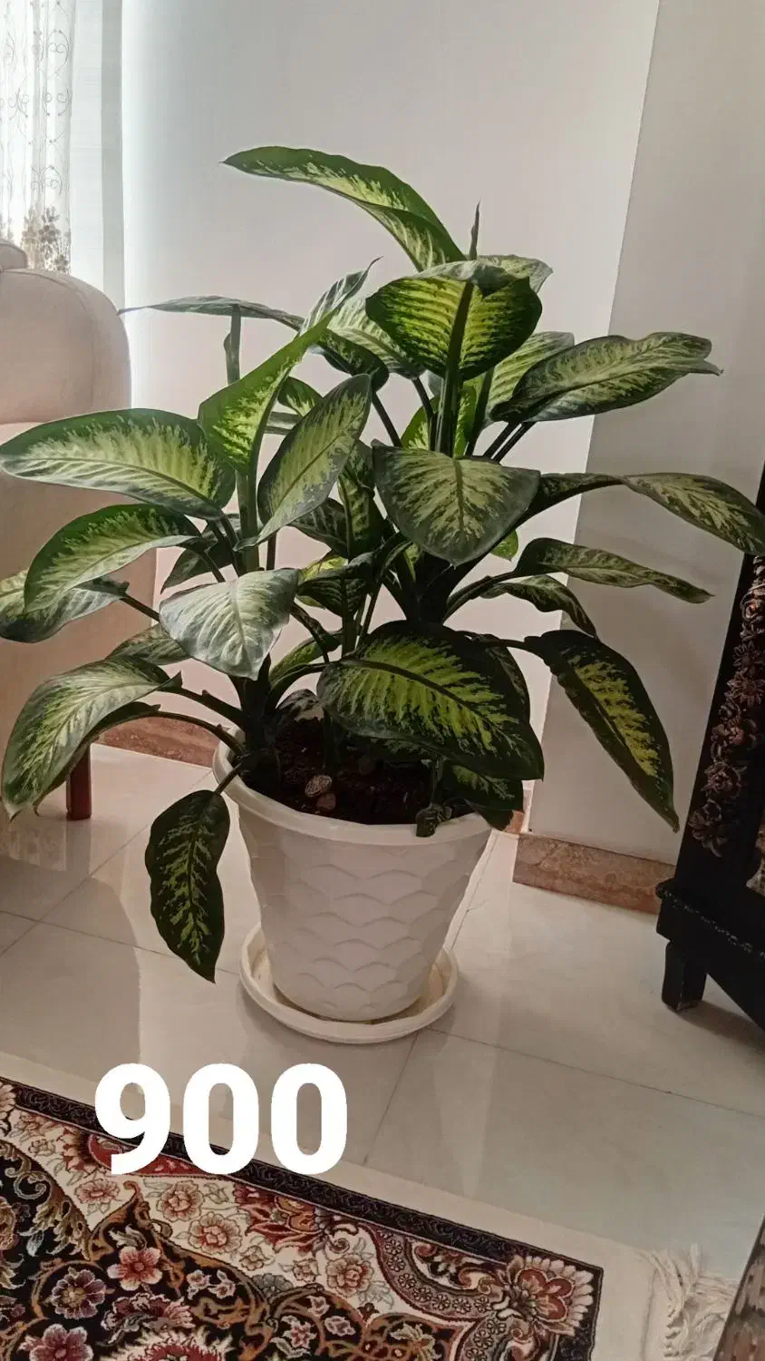 گل دیفن باخیا|گل و گیاه طبیعی|تالش, هشتپر|دیوار