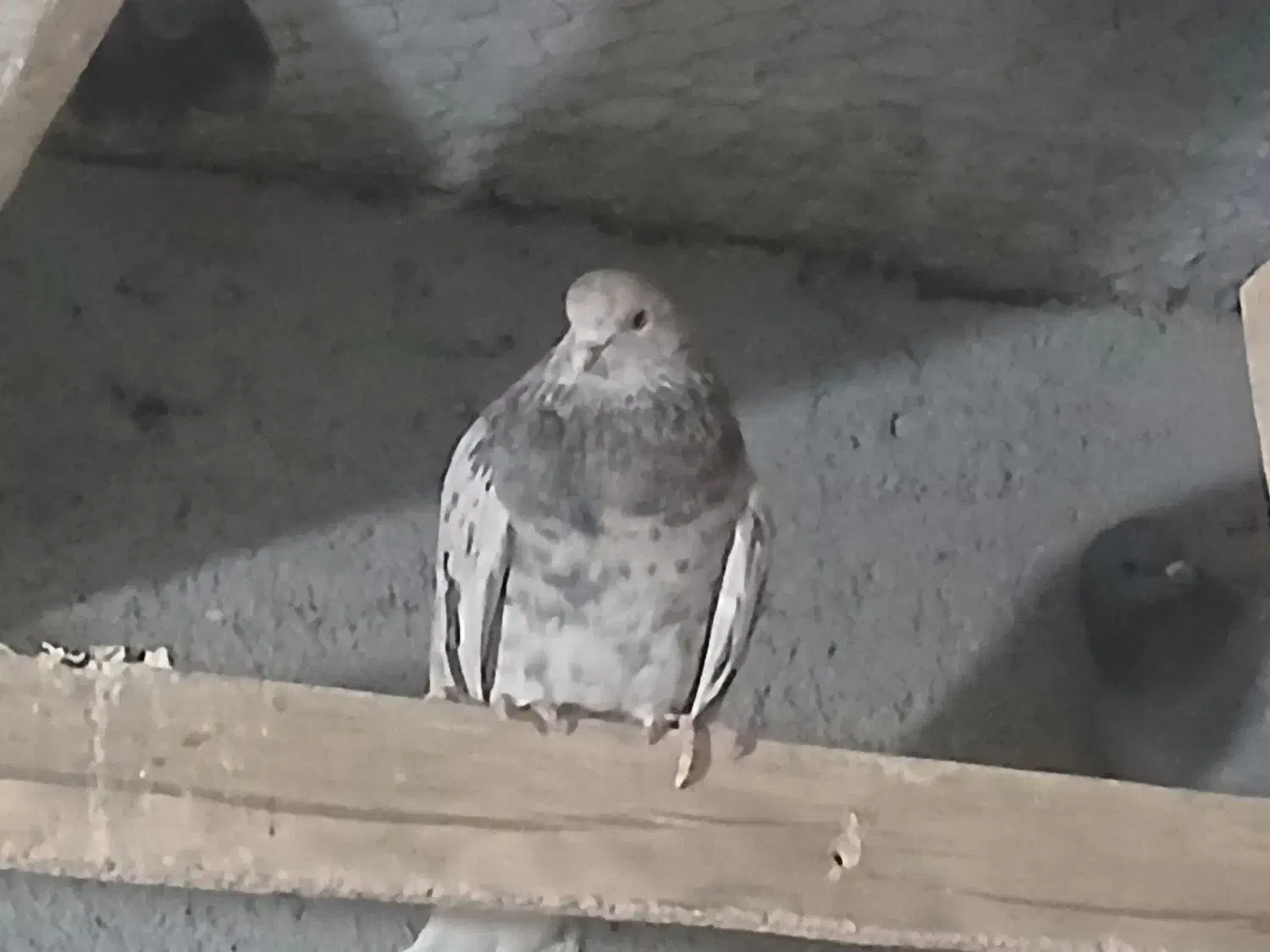 کبوتر سرور|پرنده|خوانسار, |دیوار