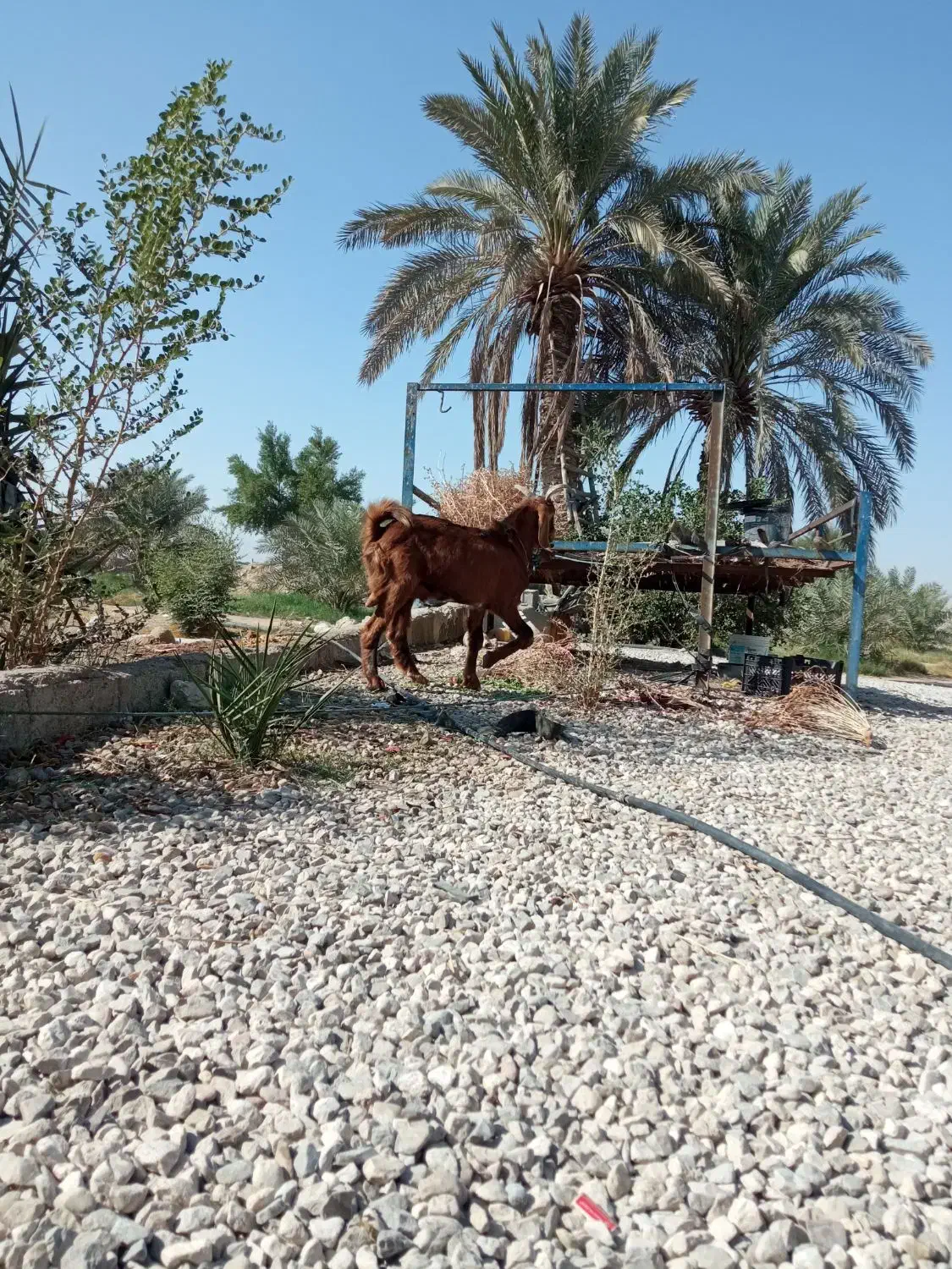 پازن درجه یک چاق|حیوانات مزرعه|کاکی, |دیوار