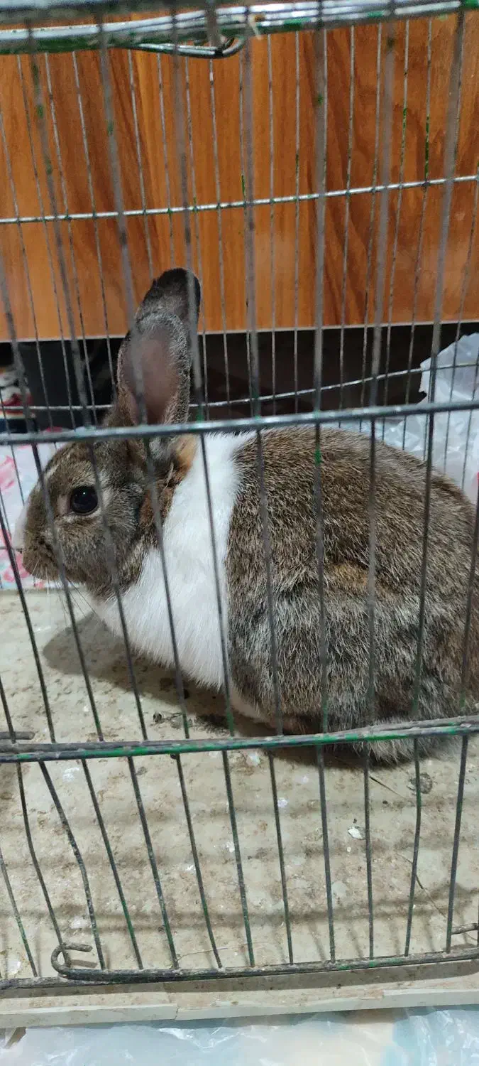 خرگوش در تاکستان|موش و خرگوش|تاکستان, |دیوار