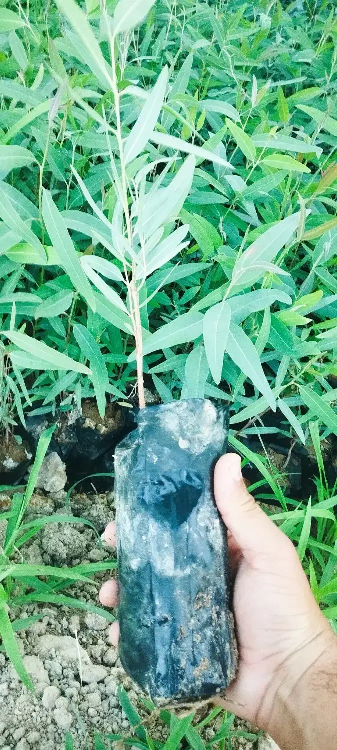 نهال اکلیتوس موجود|خدمات باغبانی و درختکاری|جهرم, |دیوار