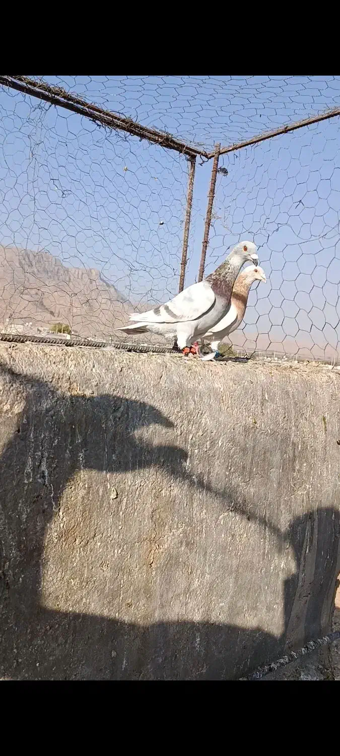 کبوتر|پرنده|شیراز, آزادگان|دیوار
