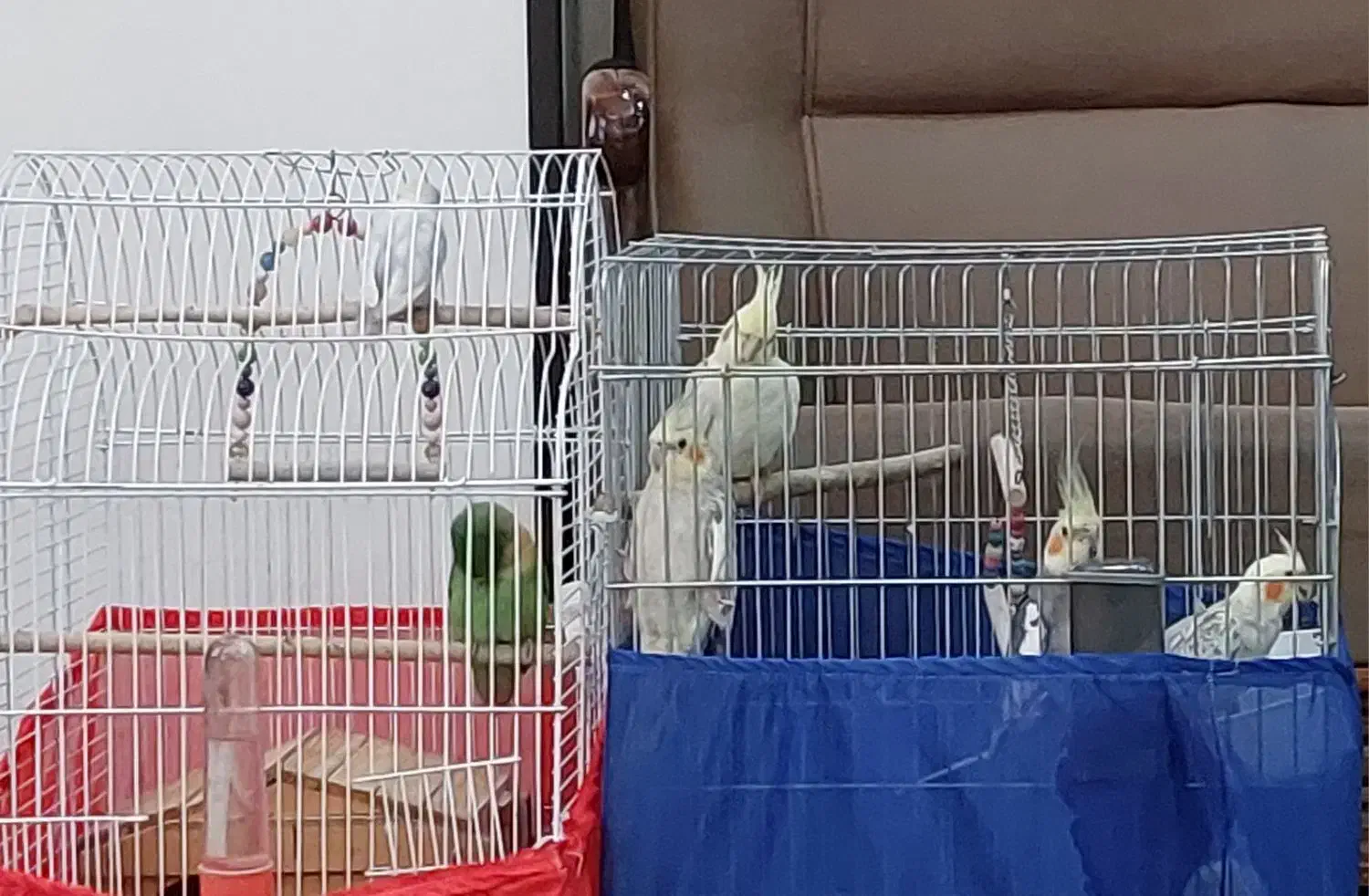 عروس هلندی و طوطی برزیلی|پرنده|کرج, حصارک بالا|دیوار