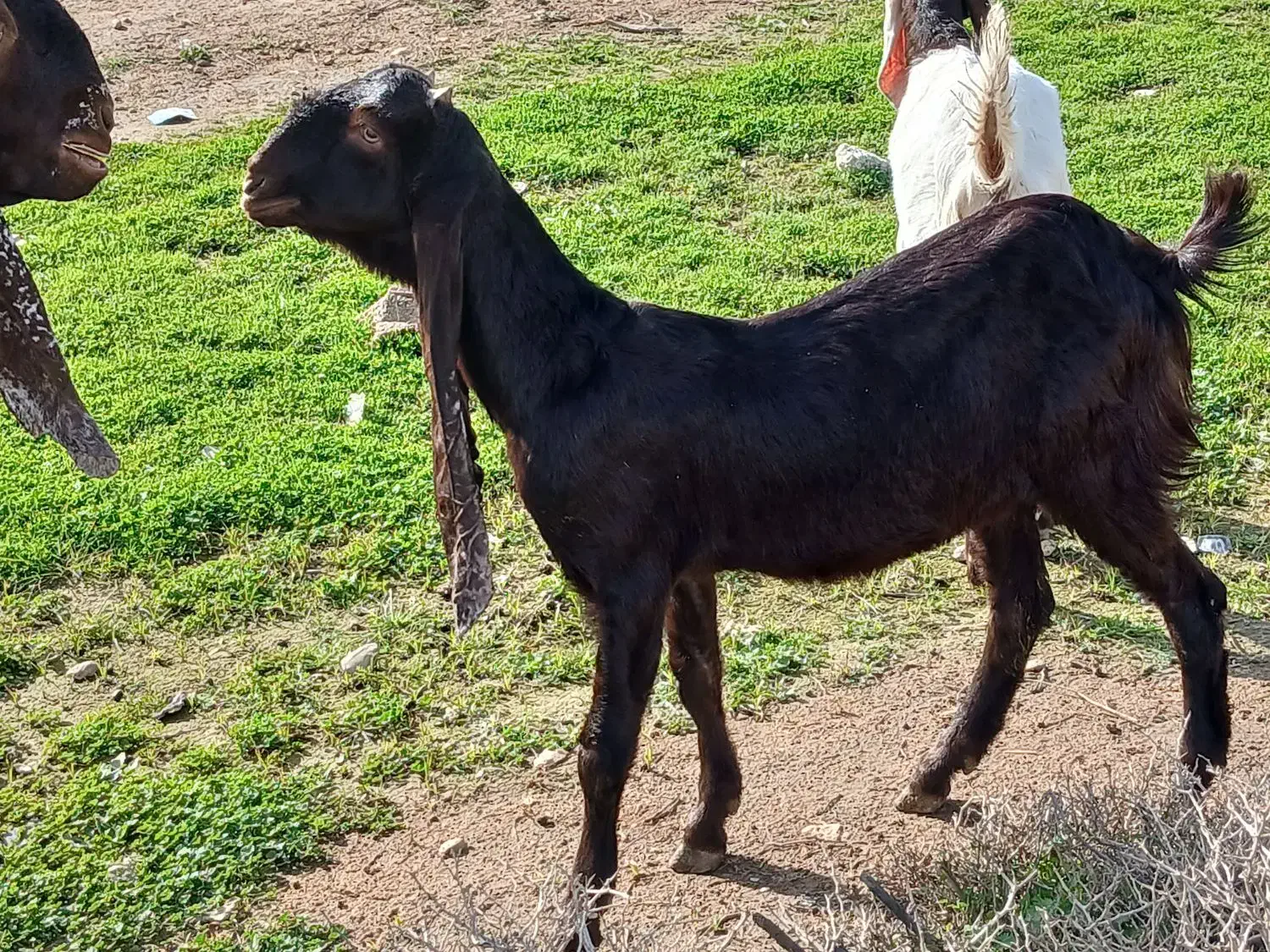 یک عدد بز ی.یا تیشتر|حیوانات مزرعه|شوشتر, |دیوار