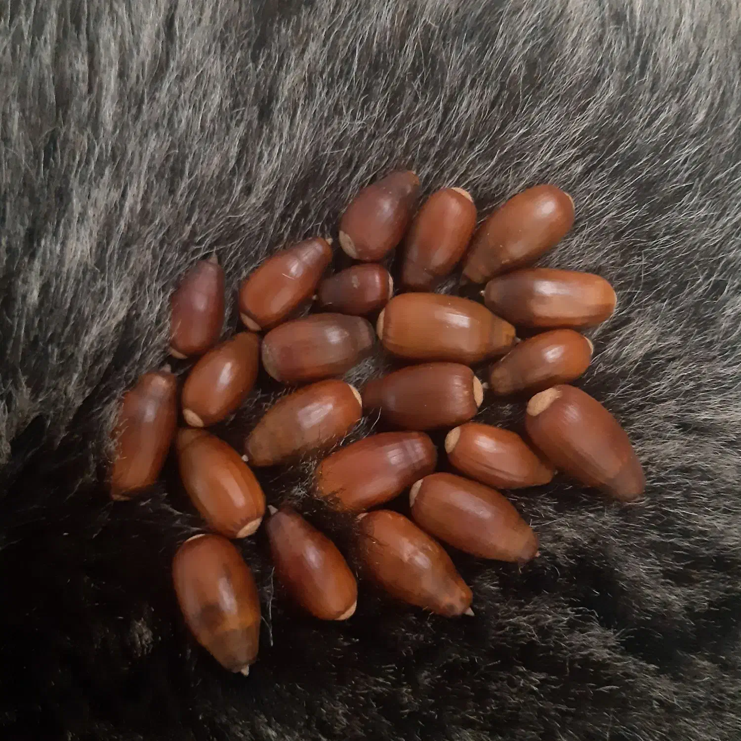 بلوط بسیار زیبا مناسب تزئین یلدا و خوراکی|خوردنی و آشامیدنی|کرج, عظیمیه|دیوار