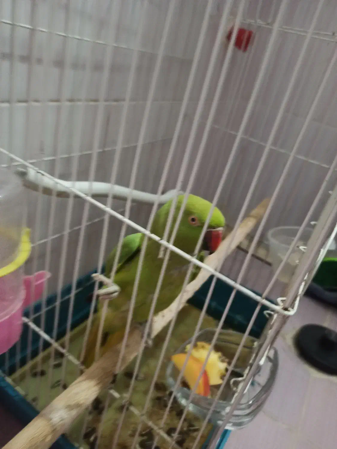 طوطی. ملنگو|پرنده|فولادشهر, مسکن مهر فولادشهر|دیوار