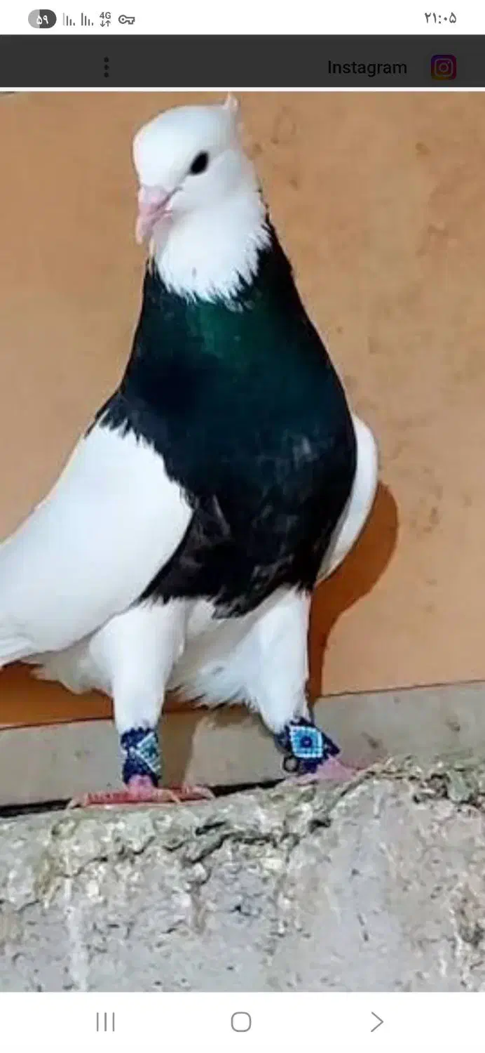 کبوتر طوقی گمشده|پرنده|نجف‌آباد, گلدشت|دیوار