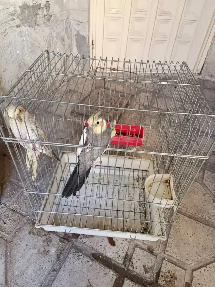 طوطی عروس هلندی|پرنده|محمدیه-قزوین, |دیوار