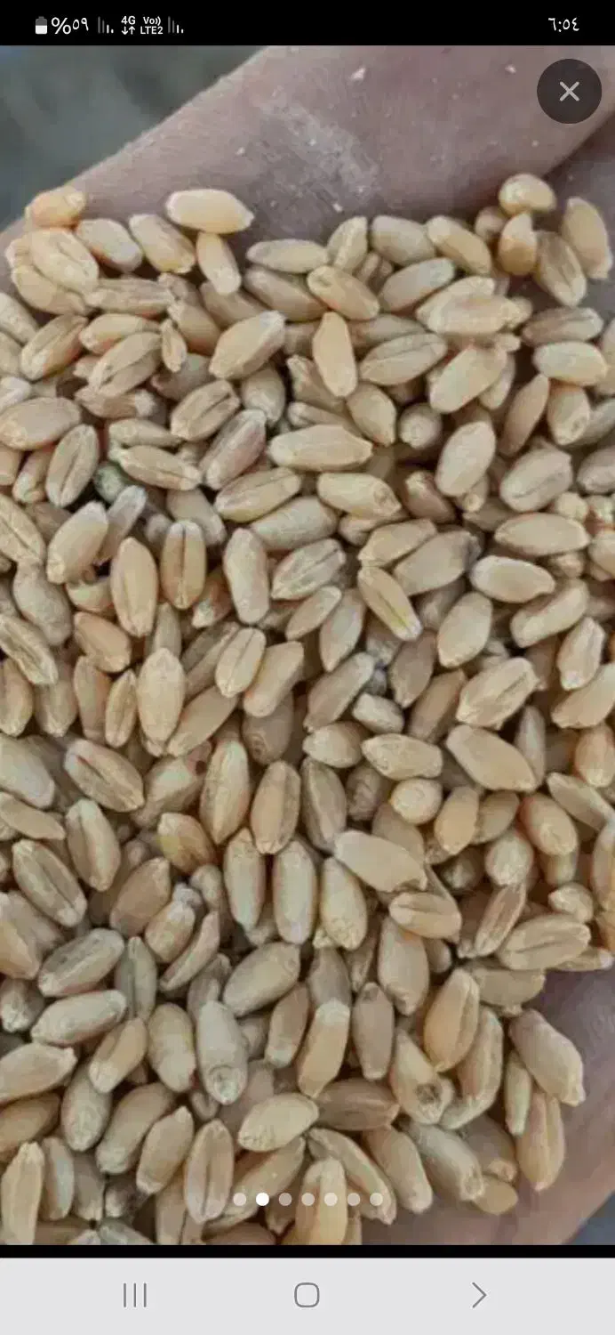 گندم|خدمات باغبانی و درختکاری|شوشتر, |دیوار