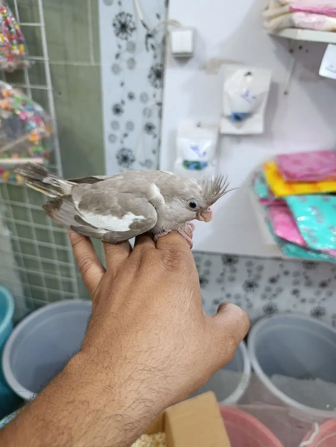 جوجه سرلاکی|پرنده|بندرعباس, |دیوار