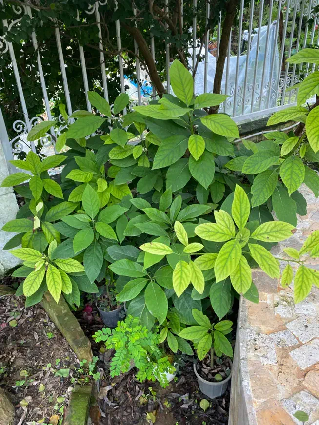 اووکادو نهال ۲ ساله|گل و گیاه طبیعی|نوشهر, |دیوار