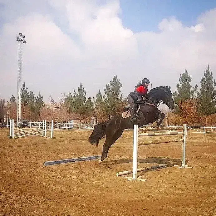 آموزش سوارکاری از پایه تا حرفه ای|خدمات آموزشی|تهران, پیکان شهر|دیوار