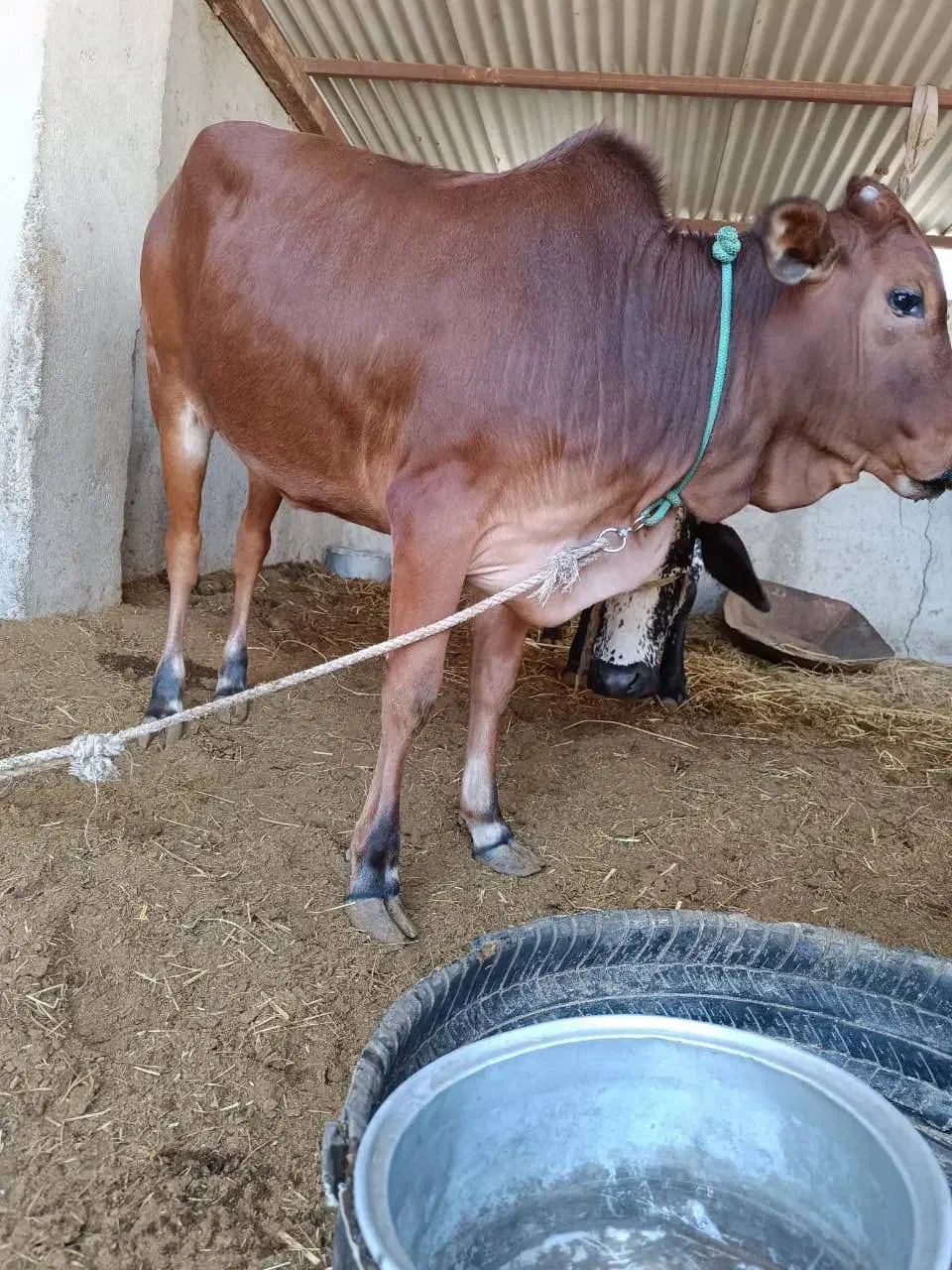 گاو فروشی|حیوانات مزرعه|قصرقند, |دیوار