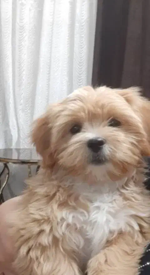 واگذاری سگ|سگ|مبارکه, |دیوار