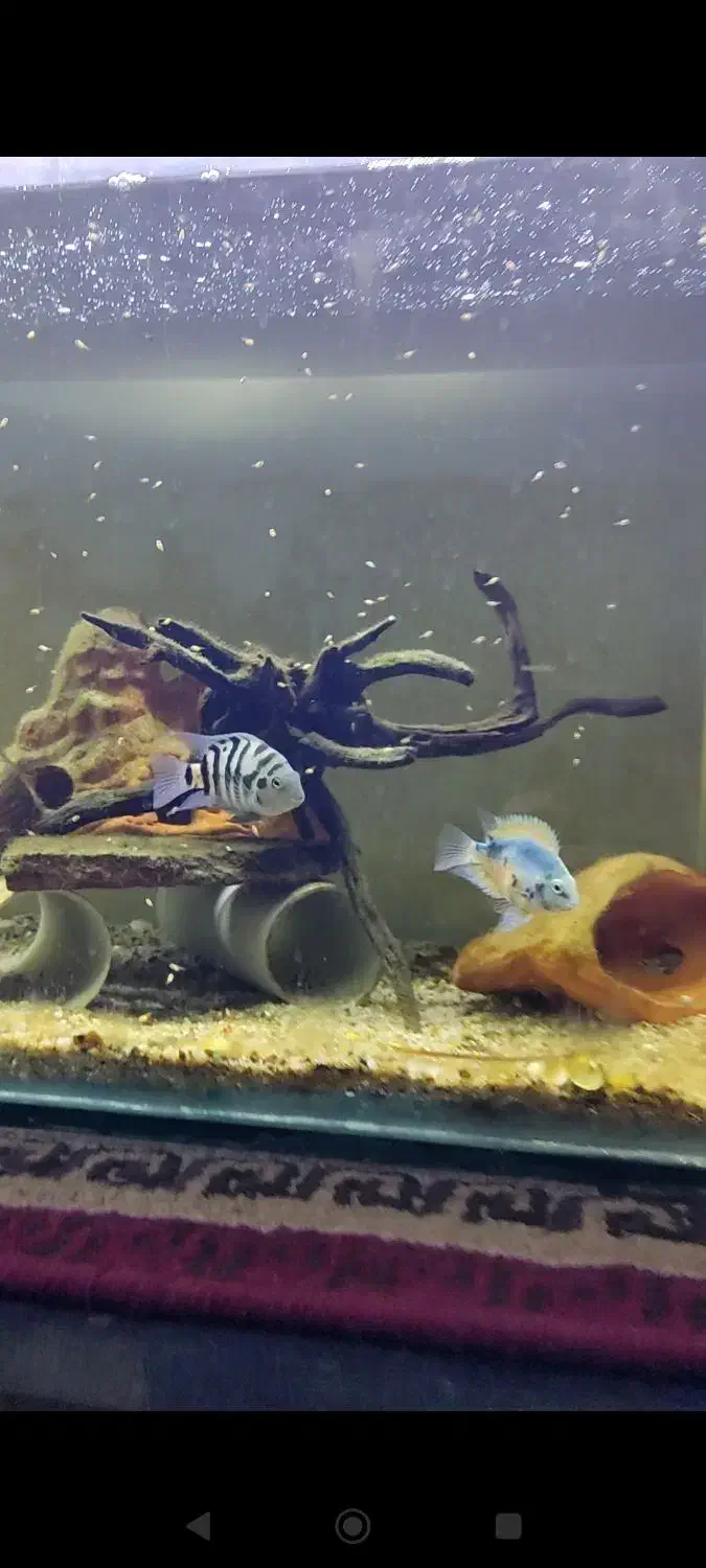 یک جفت ماهی سیچلاید گورخری مولد|ماهی|شوش, |دیوار