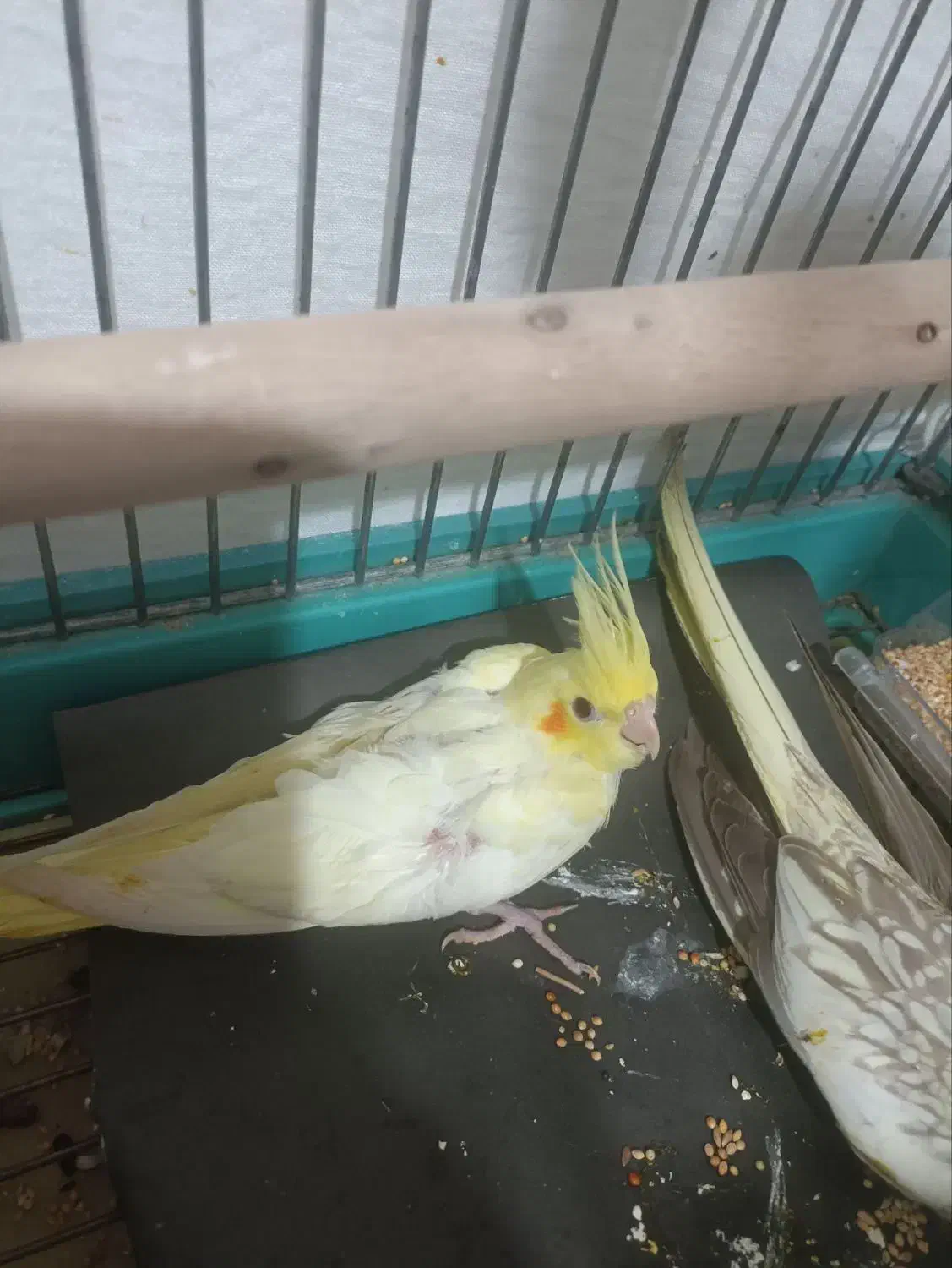 عروس هلندی لوتینو|پرنده|محمدیه-قزوین, |دیوار