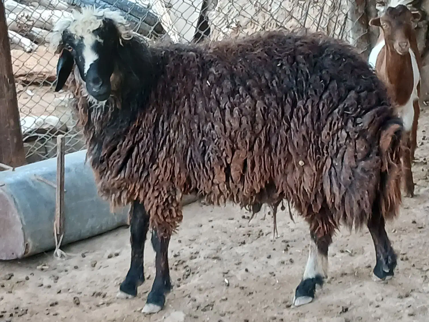 قوچ  بومی (محلی)|حیوانات مزرعه|خورموج, |دیوار