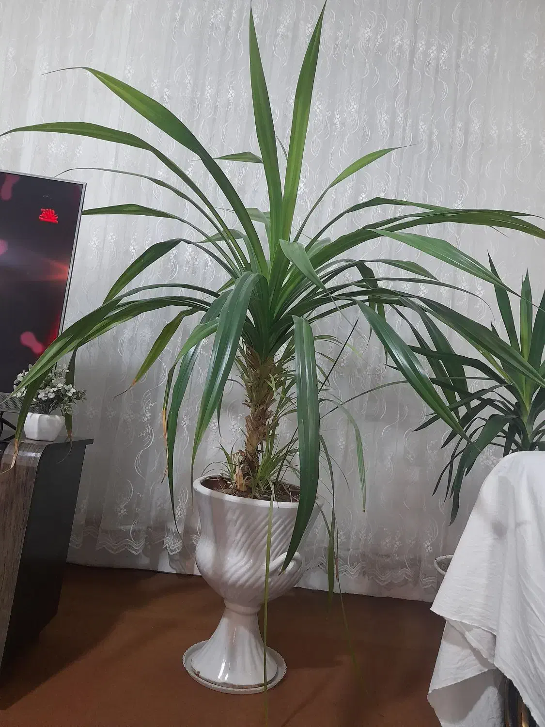 فروش گل ها زیر قیمت بخاطر نبود گلخانه|گل و گیاه طبیعی|شاندیز, |دیوار