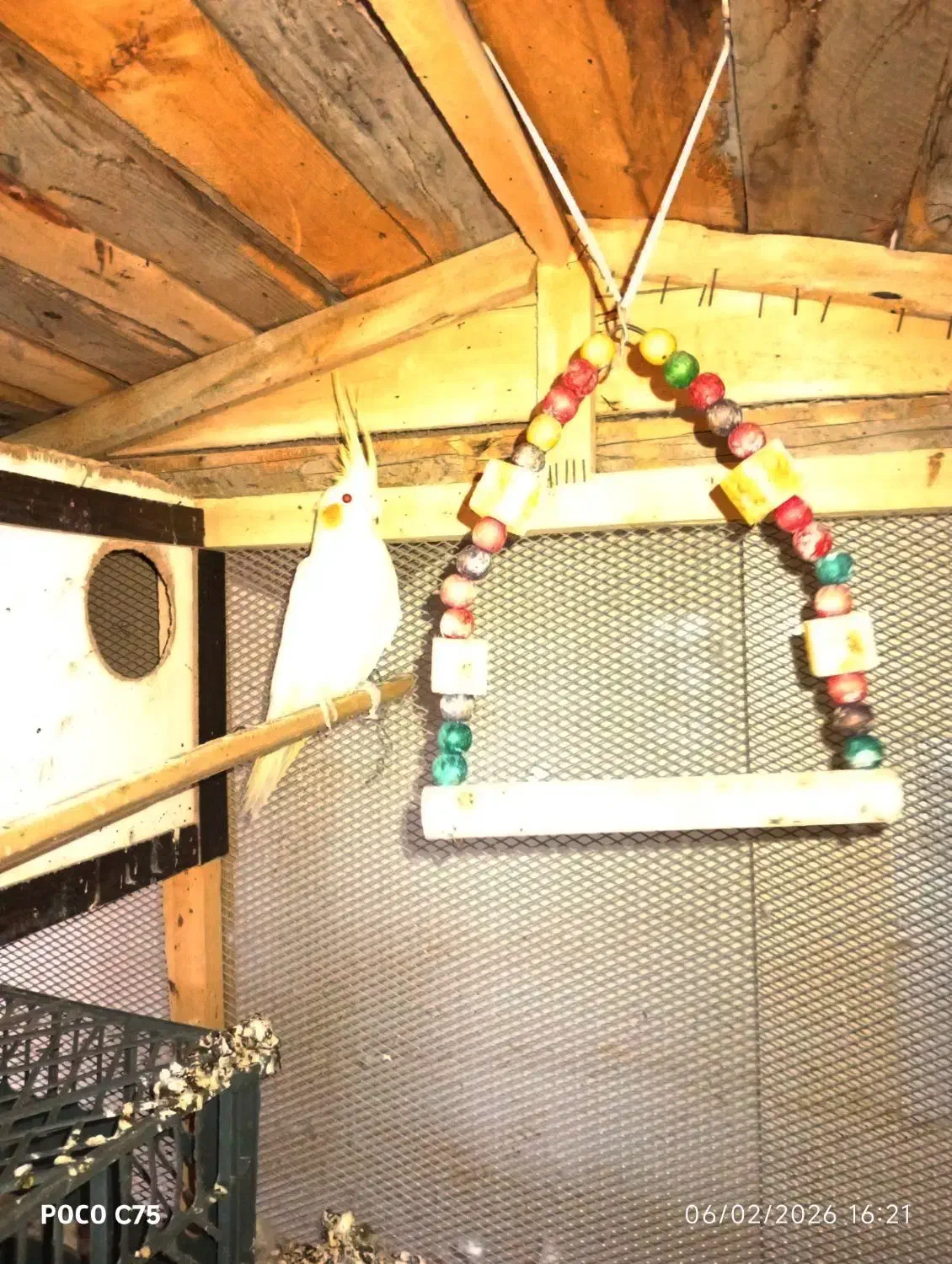 عروس هلندی|پرنده|جم, |دیوار