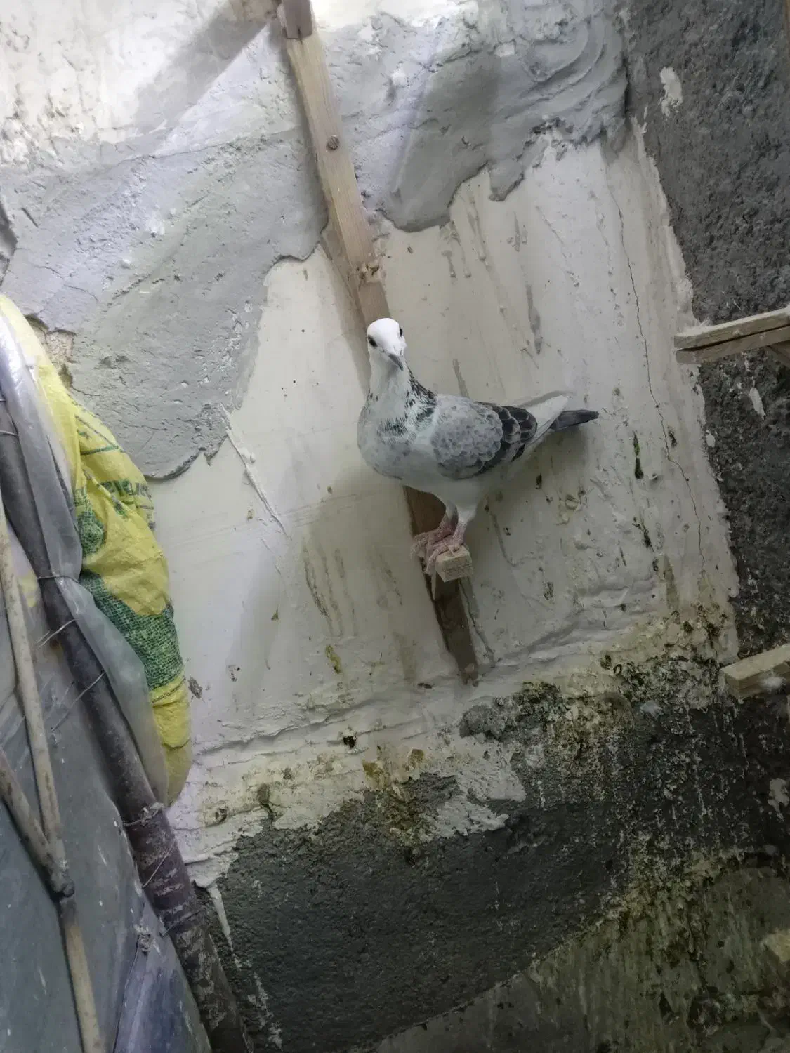 کبوتر پرشی|پرنده|تربت جام, خیرآباد|دیوار