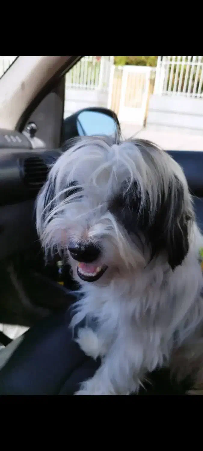 سگ گم شده|حیوانات|صدرا-فارس, فاز ۱|دیوار