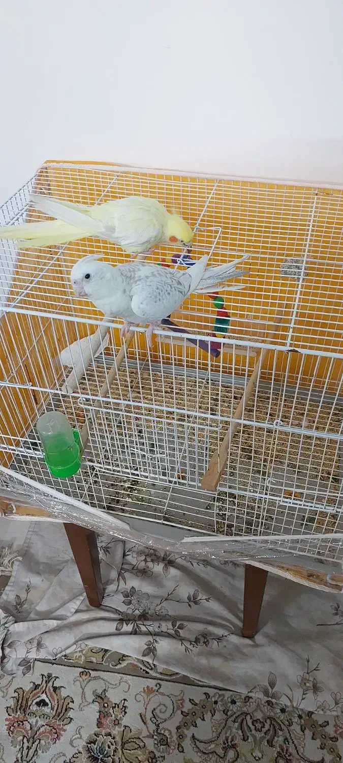 فروش یک جفت عروس هلندی|پرنده|تربت‌حیدریه, آبشار|دیوار